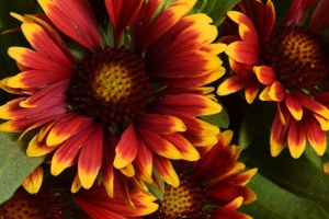 Gaillardia 'Spintop Orange Halo' New 2025
